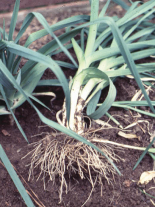 A leek plant laying on the soil with its roots exposed and leading up into the tall green stalk and leaves.