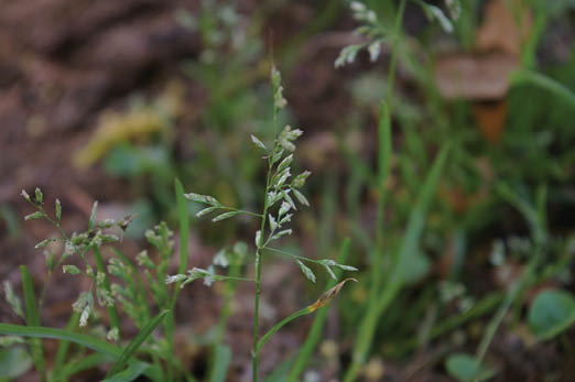 Seed head has alternate seed structures. Seed head is wide at the bottom and narrows at the top.
